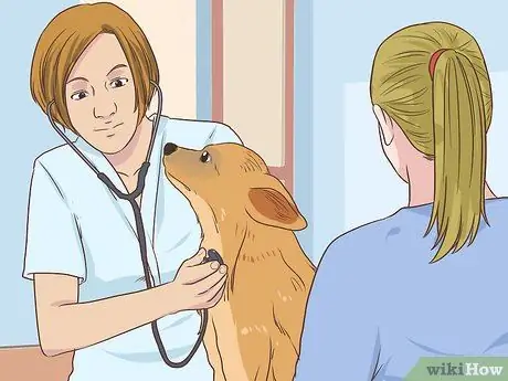 Диагностика сердечных заболеваний у пожилых собак Шаг 7