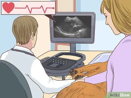 Диагностика сердечных заболеваний у пожилых собак Шаг 9