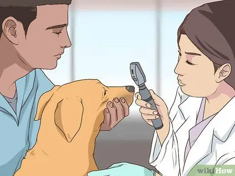 Получите полное гериатрическое обследование для вашей собаки Шаг 10