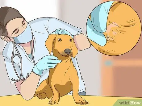 Получите полное гериатрическое обследование для вашей собаки Шаг 11