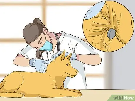 Получите полное гериатрическое обследование для вашей собаки Шаг 12