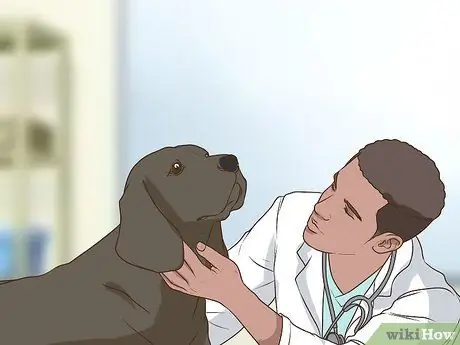 Получите полное гериатрическое обследование для вашей собаки Шаг 19