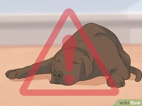 Получите полное гериатрическое обследование для вашей собаки Шаг 2