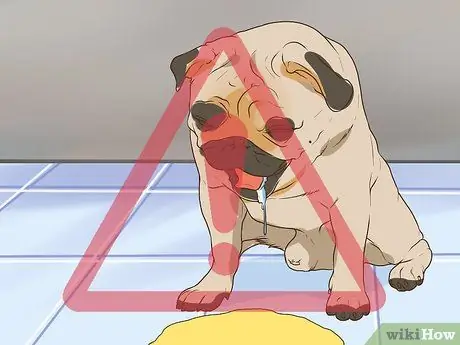 Получите полное гериатрическое обследование для вашей собаки Шаг 4