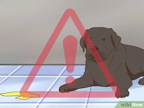 Пройдите полное гериатрическое обследование вашей собаки Шаг 5