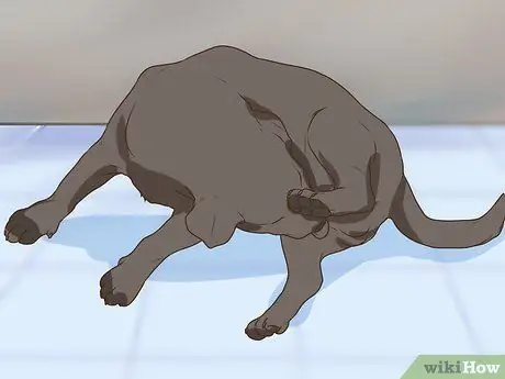 Получите полное гериатрическое обследование для вашей собаки Шаг 6