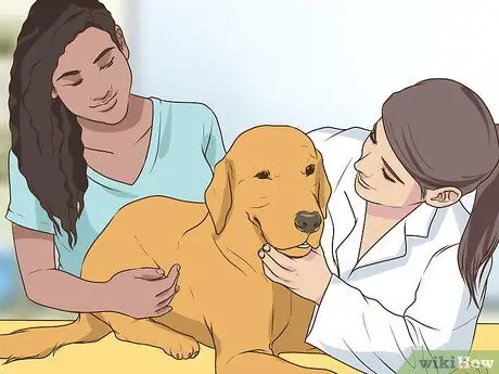 Получите полное гериатрическое обследование для вашей собаки Шаг 7