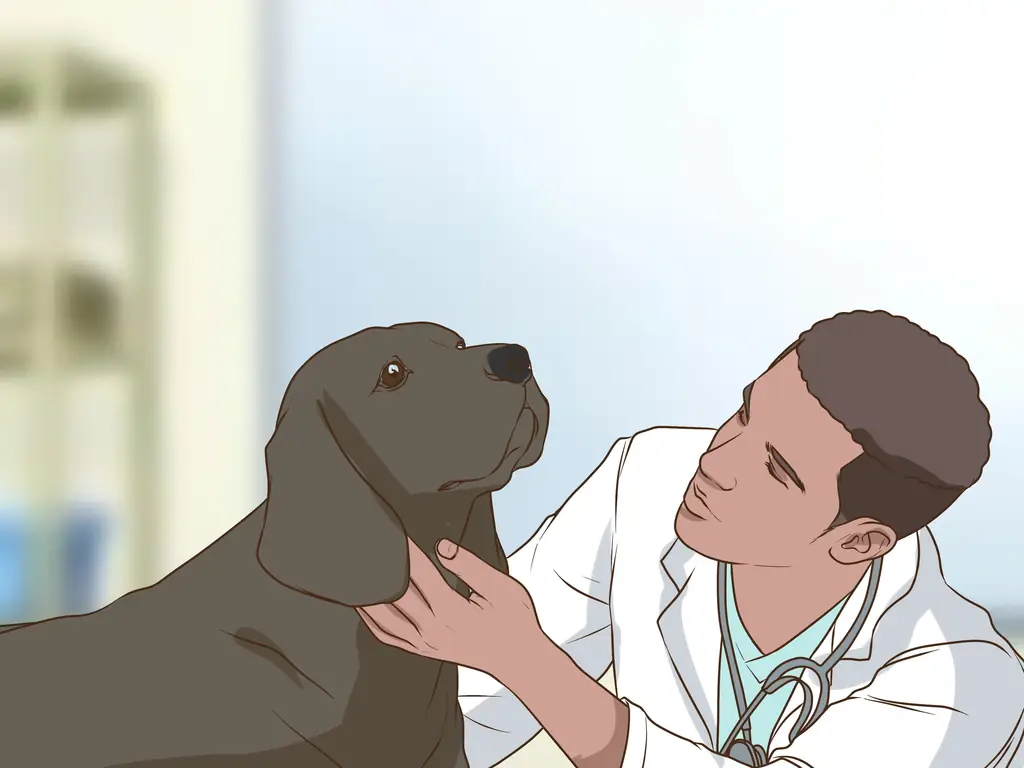 Как пройти полное гериатрическое обследование вашей собаки