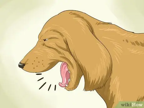 Как справиться с ожирением у пожилых собак Шаг 10