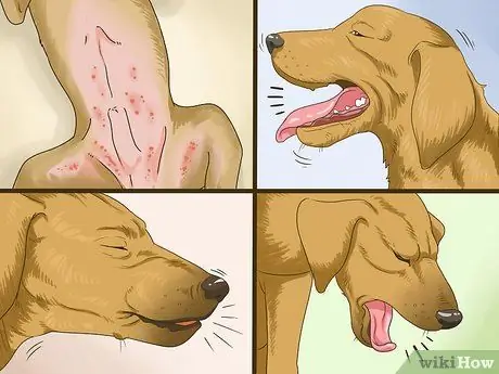 Как справиться с ожирением у пожилых собак Шаг 12