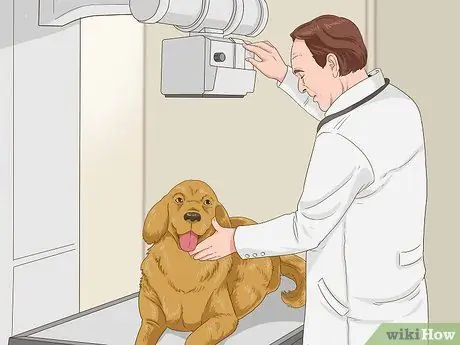 Как справиться с ожирением у пожилых собак Шаг 13