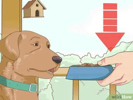 Как справиться с ожирением у пожилых собак Шаг 3