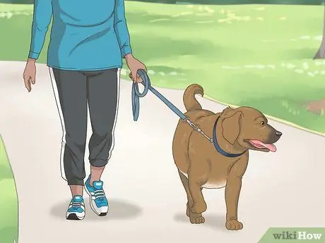 Как справиться с ожирением у пожилых собак Шаг 4