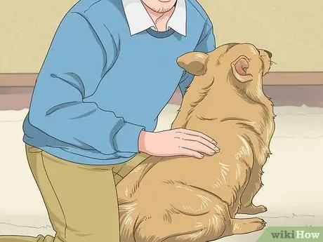 Как справиться с ожирением у пожилых собак Шаг 6