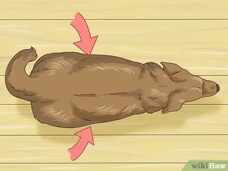 Как справиться с ожирением у пожилых собак Шаг 8