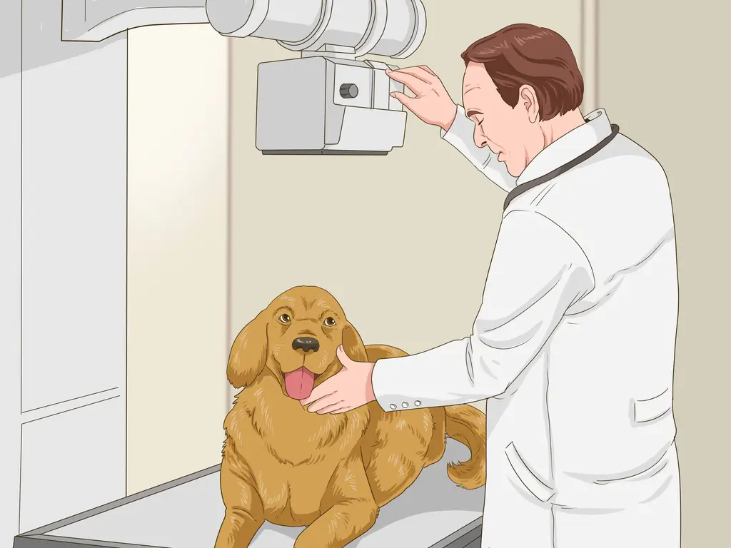 3 способа борьбы с ожирением у пожилых собак