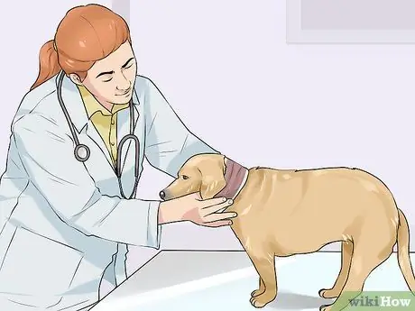 Лечить метаболические заболевания у пожилых собак Шаг 7