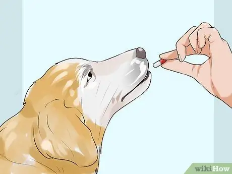 Лечить метаболические заболевания у пожилых собак Шаг 2