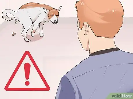 Лечить метаболические заболевания у пожилых собак Шаг 3