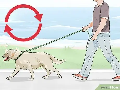 Лечить метаболические заболевания у пожилых собак Шаг 9