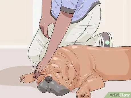 Лечить метаболические заболевания у пожилых собак Шаг 10