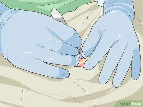 Лечить метаболические заболевания у пожилых собак Шаг 6