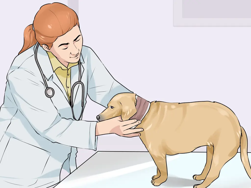 3 способа лечения метаболических заболеваний у пожилых собак