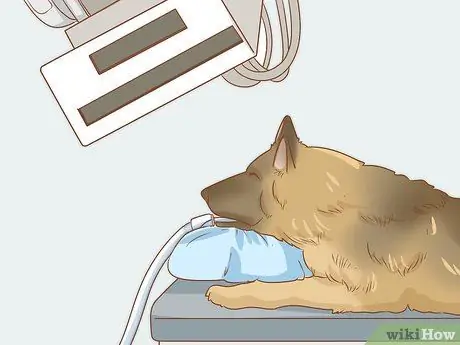 Лечить эндокринные заболевания у пожилых собак Шаг 11