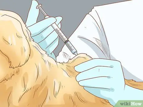 Лечение эндокринных заболеваний у пожилых собак Шаг 2