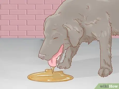 Лечение эндокринных заболеваний у пожилых собак Шаг 3