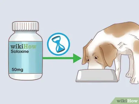 Лечить эндокринные заболевания у пожилых собак Шаг 4