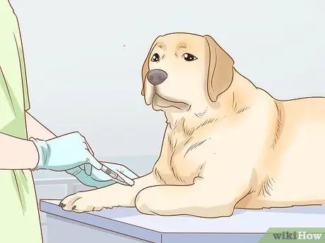 Лечение эндокринных заболеваний у пожилых собак Шаг 5