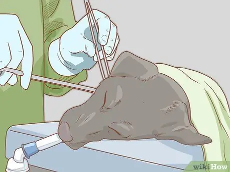 Лечение эндокринных заболеваний у пожилых собак Шаг 7