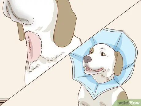 Лечить эндокринные заболевания у пожилых собак Шаг 8