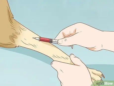 Лечить эндокринные заболевания у пожилых собак Шаг 9