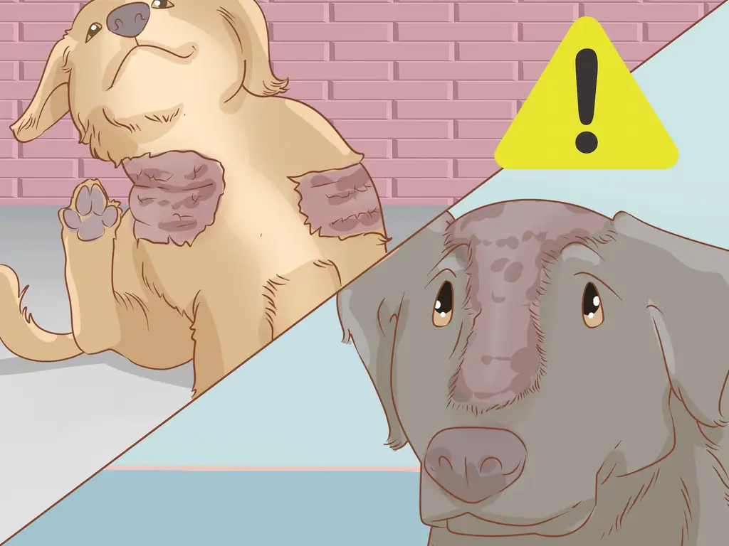 3 способа лечения эндокринных заболеваний у пожилых собак