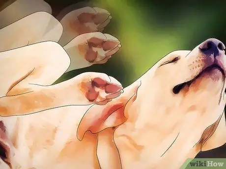 Избавиться от собачьих вшей, шаг 1