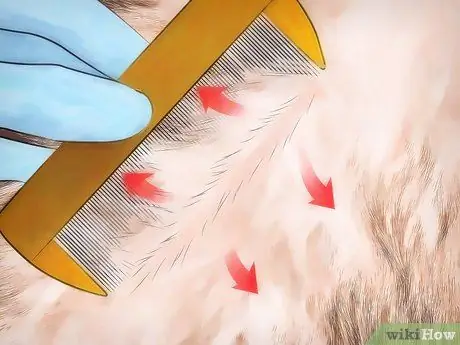 Избавиться от собачьих вшей Шаг 3