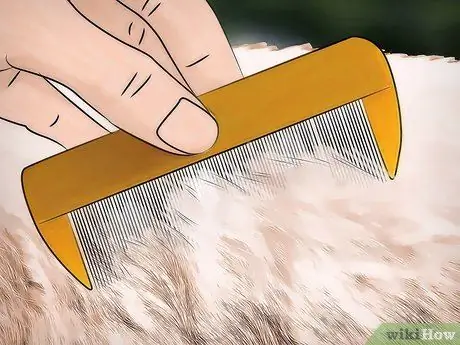 Избавиться от собачьих вшей Шаг 4