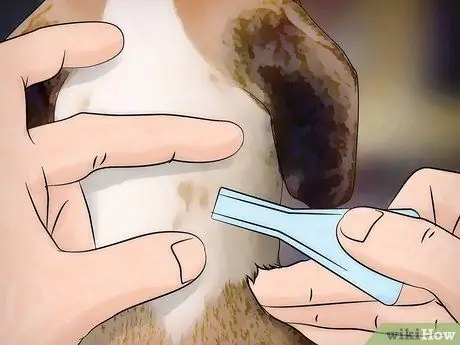 Избавиться от собачьих вшей Шаг 7