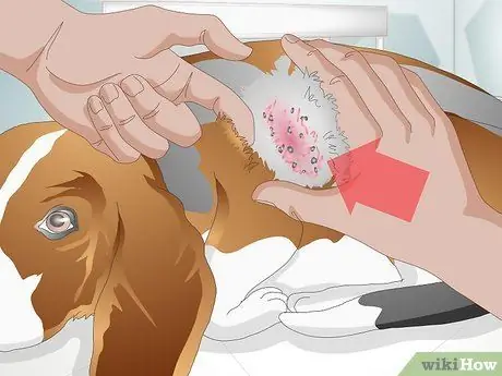 Вылечить дрожжевую кожную инфекцию у собаки Шаг 1