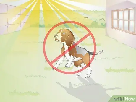 Вылечить дрожжевую кожную инфекцию у собаки Шаг 10