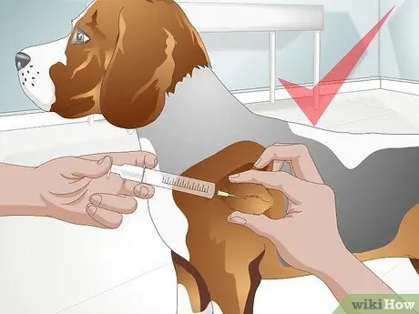 Вылечить дрожжевую кожную инфекцию у собаки Шаг 12