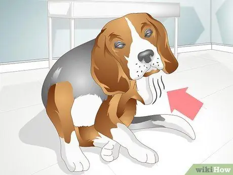 Вылечить дрожжевую кожную инфекцию у собаки Шаг 2