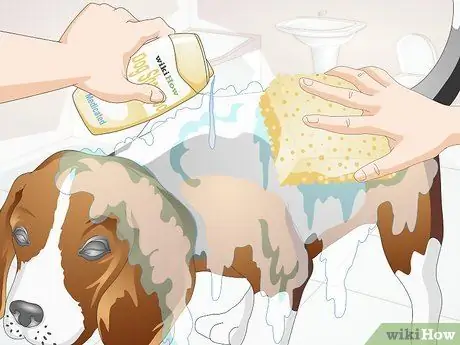 Вылечить дрожжевую кожную инфекцию у собаки Шаг 5