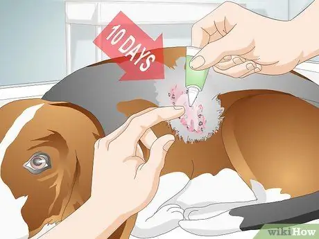 Вылечить дрожжевую кожную инфекцию у собаки Шаг 6