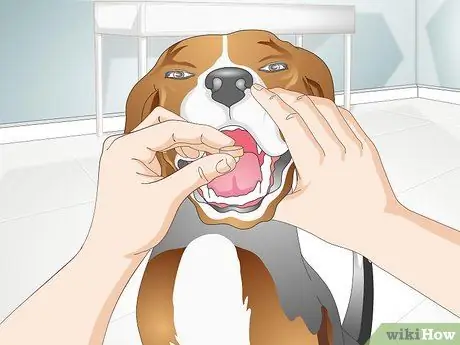 Вылечить дрожжевую кожную инфекцию у собаки Шаг 7