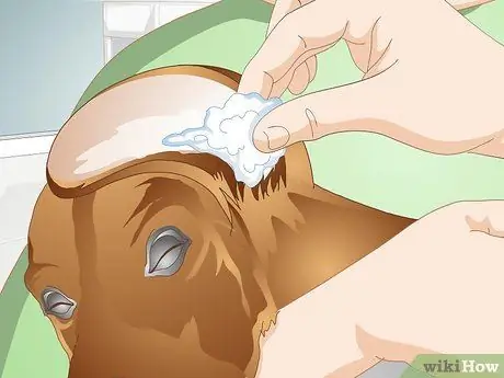 Вылечить дрожжевую кожную инфекцию у собаки Шаг 8