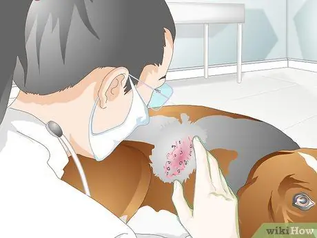 Лечить дрожжевую кожную инфекцию у собаки Шаг 9