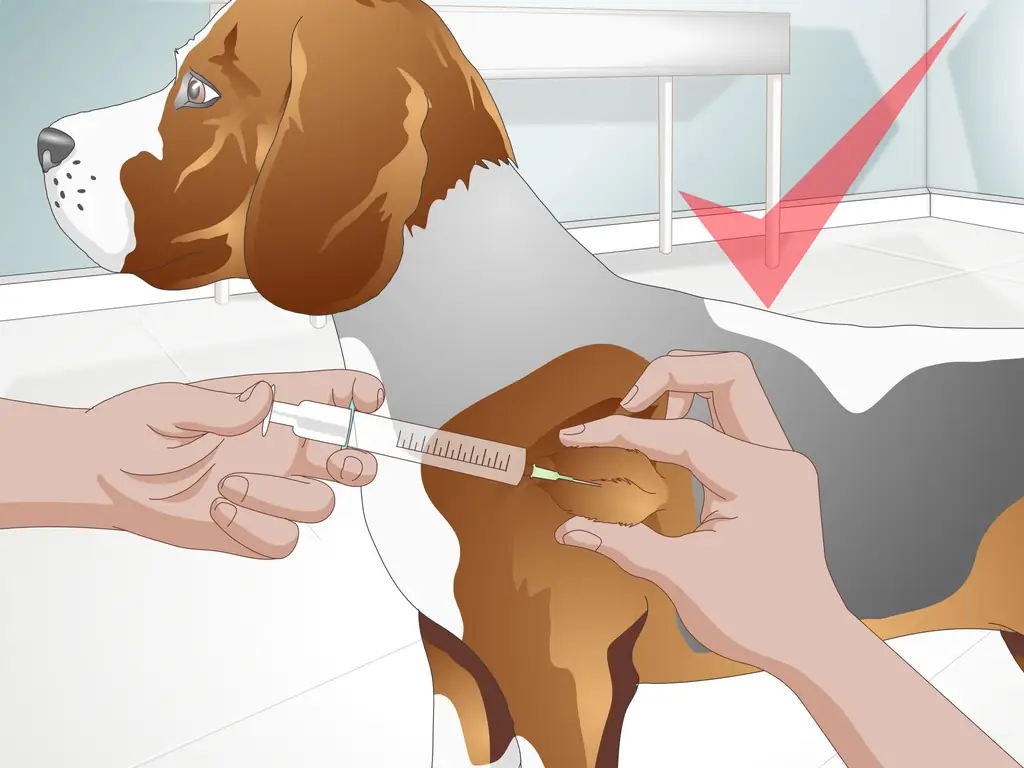 Как лечить дрожжевую кожную инфекцию у собаки: 12 шагов